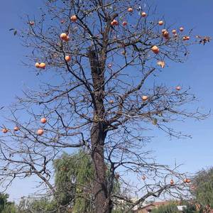 临夏大草原的爱