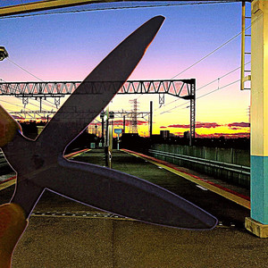 ネオテニーは往く