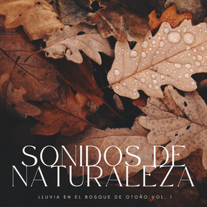 Sonidos De La Lluvia