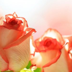 舒适的睡前小曲