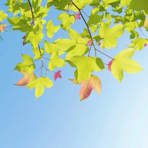 蝉鸣盛夏，下一场便是诗和远方