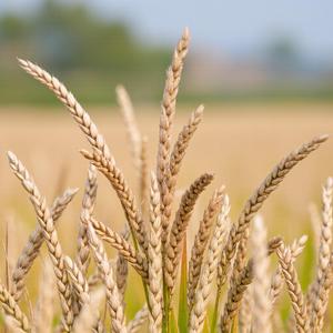 ฟางเส้นสุดท้าย