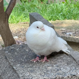 壬生の狂気、三原の月