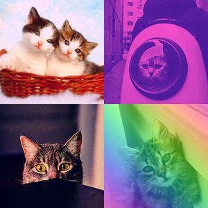 精彩压力大的猫环境