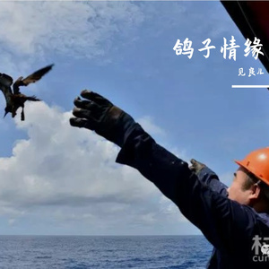 U刘德华鸽子情缘