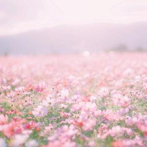 白山茶（翻自 w姑苏）