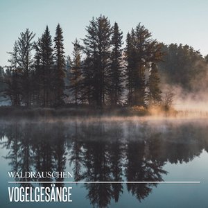 Frühlingsregen im Wald