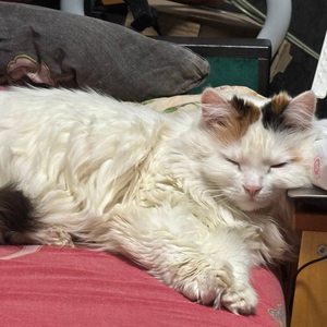 まだ生きている