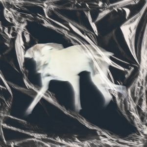 ΣΚΥΛΟΣ ΒΡΕΓΜΕΝΟΣ