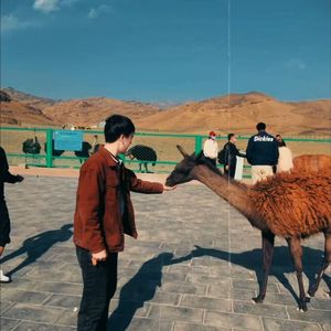 amangul（婚礼舞蹈曲）