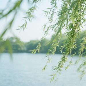 清风徐来逐梦去