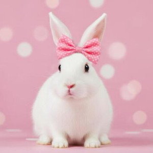 Pink Gulabi Khargosh