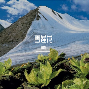 雪莲花