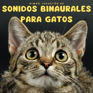 Canción De Cuna Zen Para Gatos