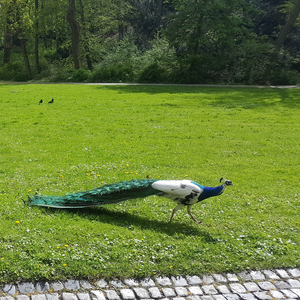 Dumny Jestem (Acoustic Live)