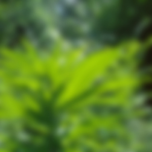 Center of the Forest