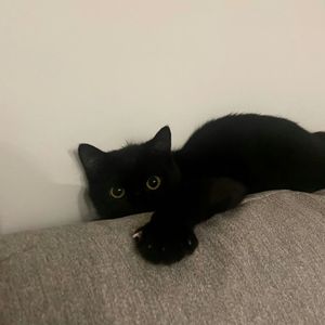 生活像(Prod.Siren)