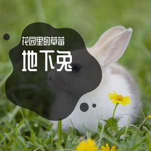 地下兔 (1)