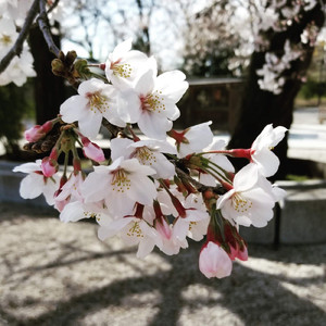 それぞれの春