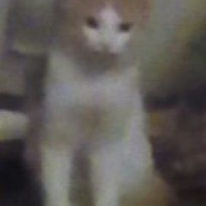 Bump Heads (sped up)