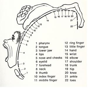 pharynx