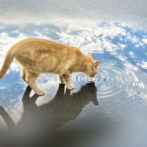 缝补时光的小猫