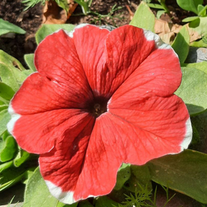 Kaste uudella ruoholla