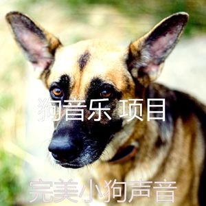 有趣可爱的狗情怀