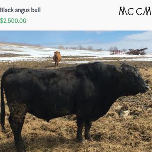 Black angus bull