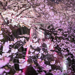 嫌よ嫌よも春の宵 (2020remastering)