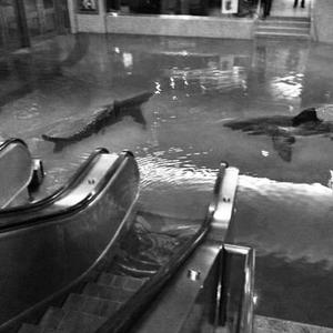 BULLSHARK