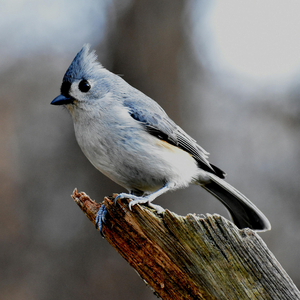 Singing Birds. Part 4⧸4