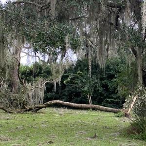 The Christmas Tree Special