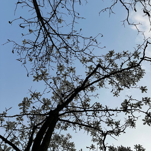 人有悲欢离合，月有阴晴圆缺（催眠曲）