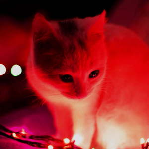 দাউদকান্দি মাহফিলে গিয়ে হাসির ওয়াজ মোস্তাক ফয়েজ