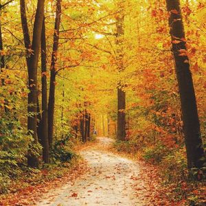 我思念，在秋天