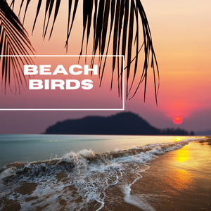 Midnight Forest Creek