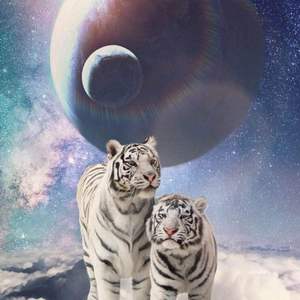 【FREE】“Tiger”