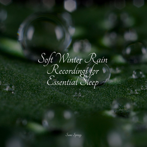 Forest, Night, Frogs