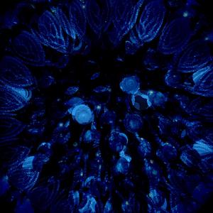 molodyTrapbeat“blue”