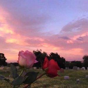 我看了56次日落