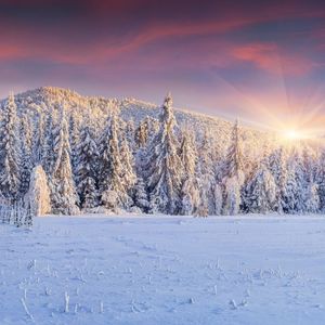 棠红棣雪（翻自 Angela&青释）