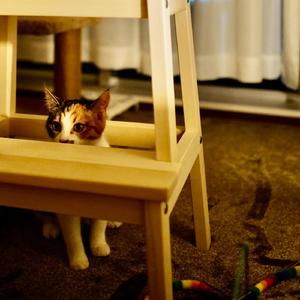 オー・シャンゼリゼ