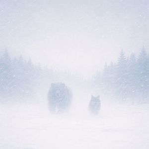 Страна для медведей