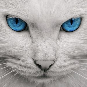 残留在眼角的泪是你走的痕迹