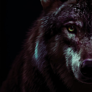 Awoo