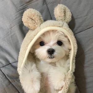 残酷月光