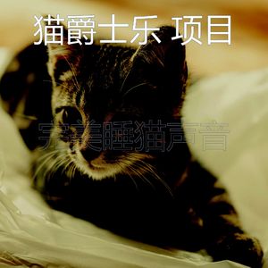 抚慰的猫在家回忆