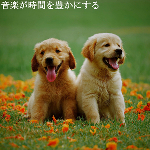 Mind-blowing Ambiance for Classic Redos