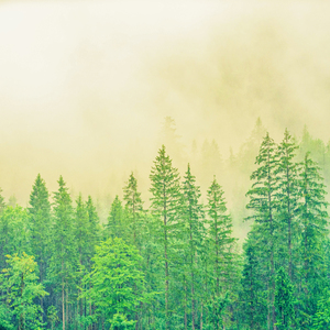 失重自然声 (优美轻音乐)